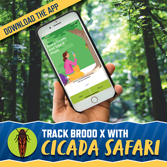 hand holding phone with cicada app